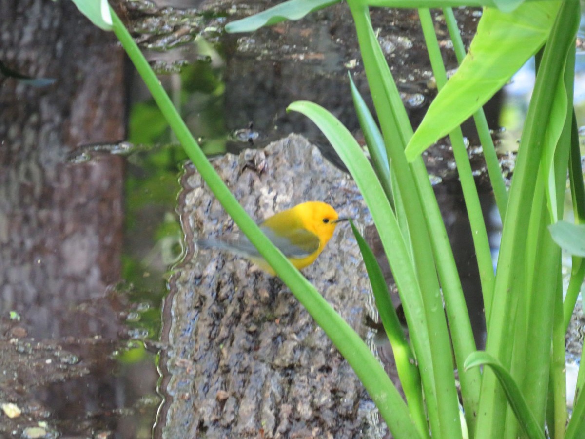 Prothonotary Warbler - ML551502931