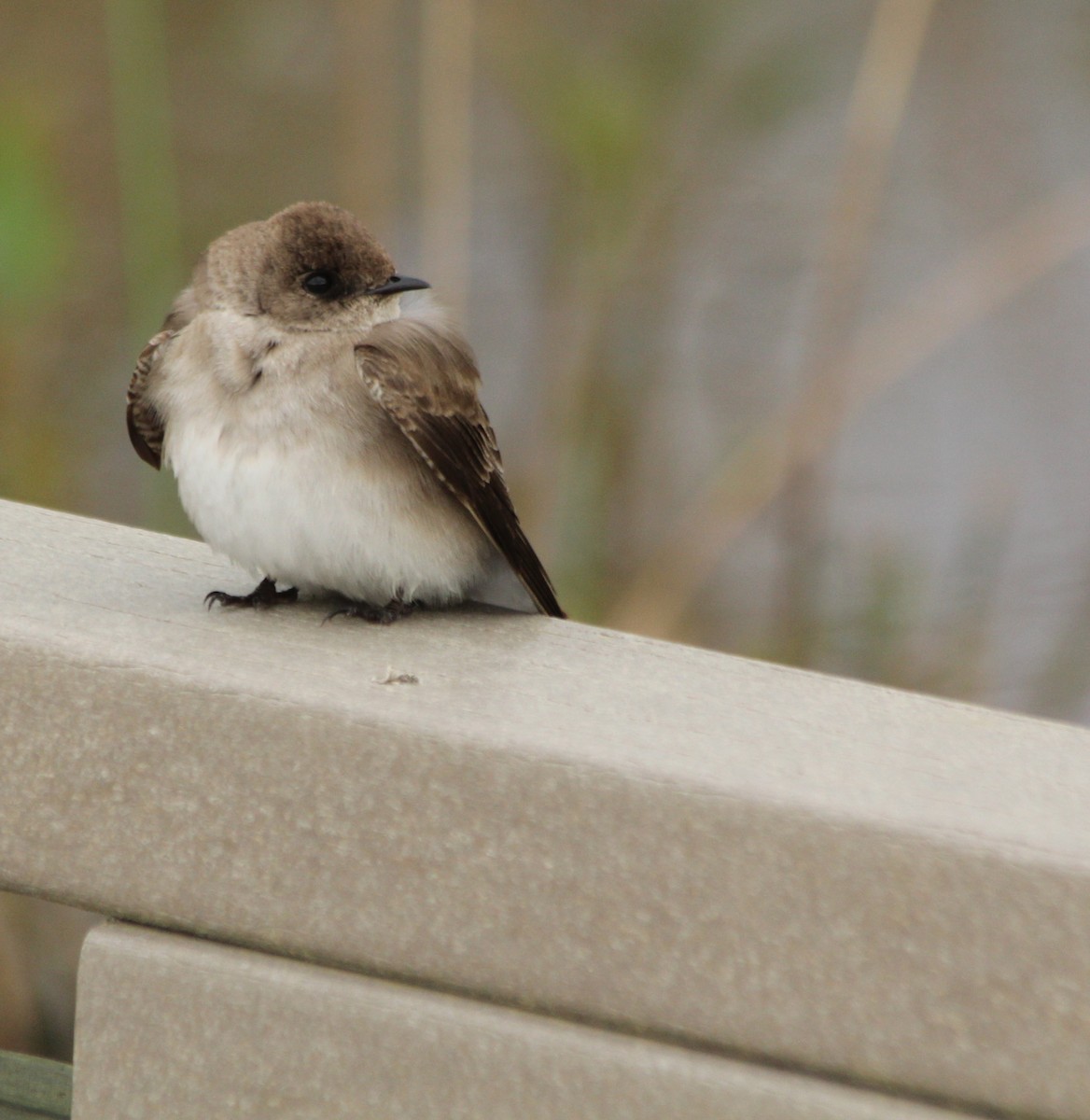 Northern Rough-winged Swallow - Mark Nale