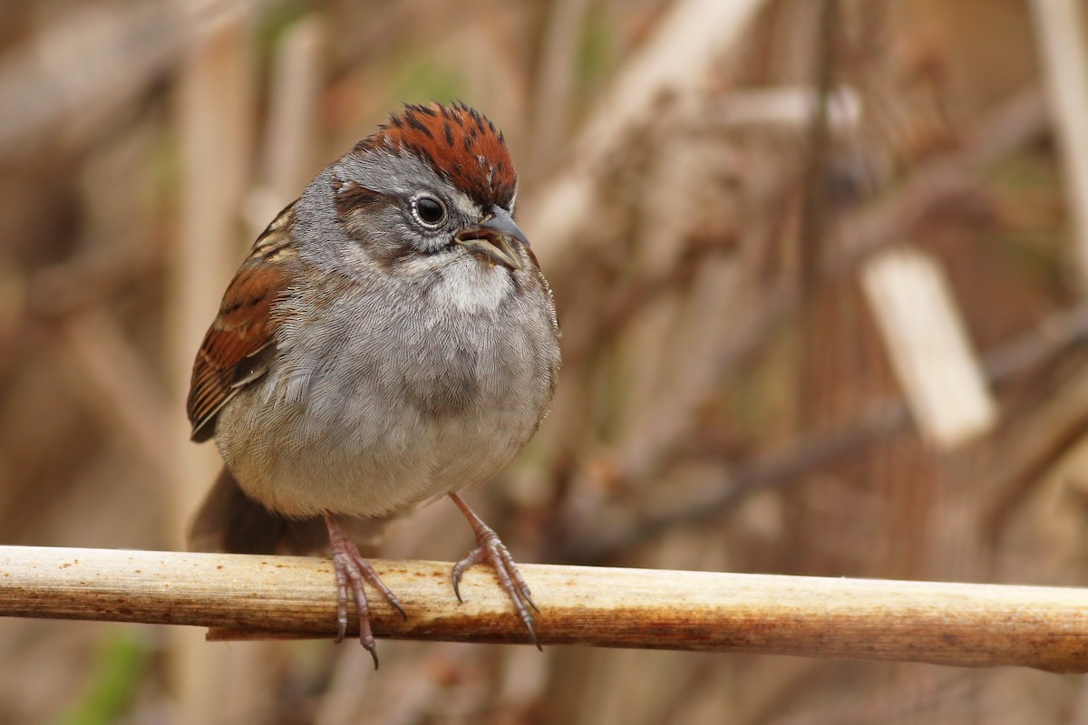 Swamp Sparrow - ML55150701