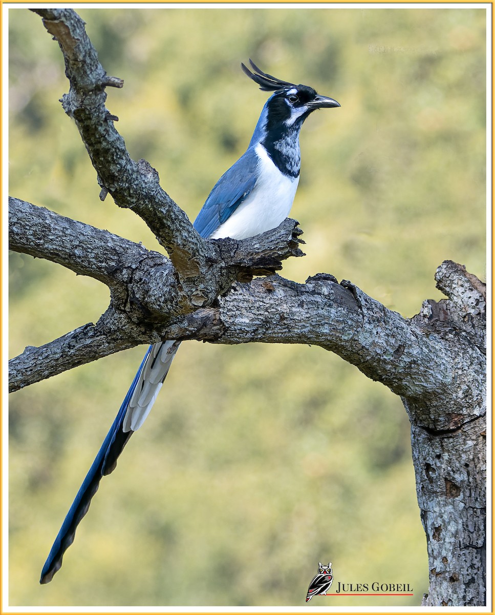 Black-throated Magpie-Jay - ML551511701