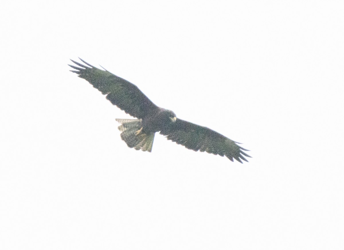 Galapagos Hawk - ML551512381