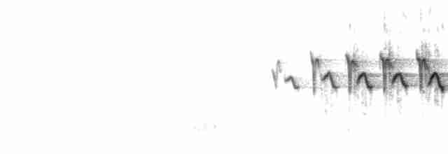  - Yellow-rumped Warbler (Myrtle)