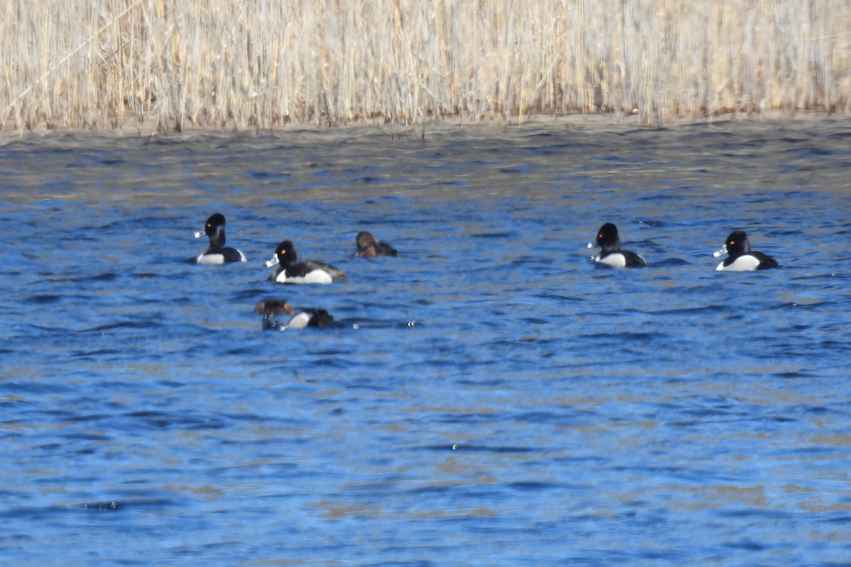 New York Breeding Bird Atlas Checklist - 30 Mar 2023 - Linus Pond - 2 ...