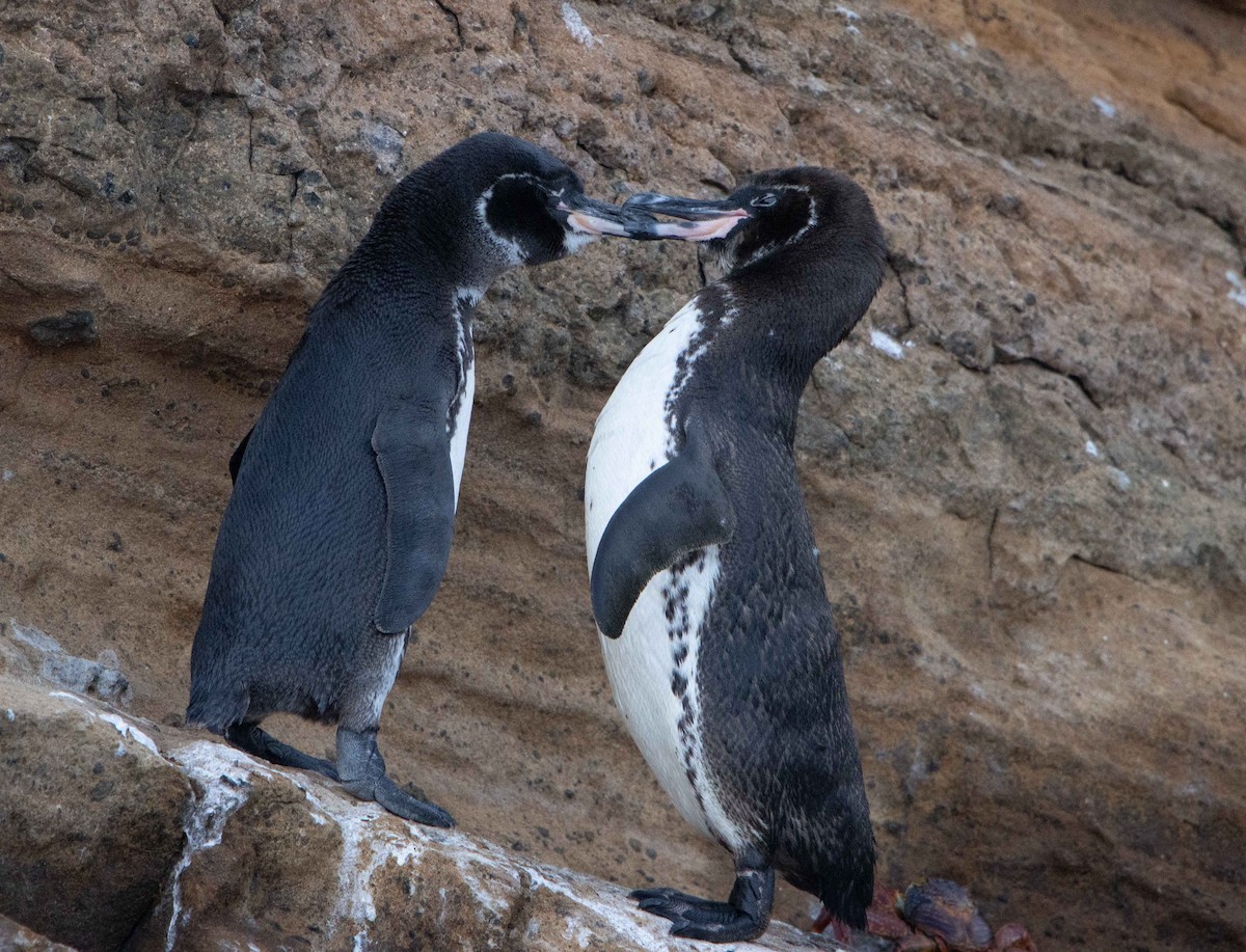 Galapagos Penguin - ML551518121