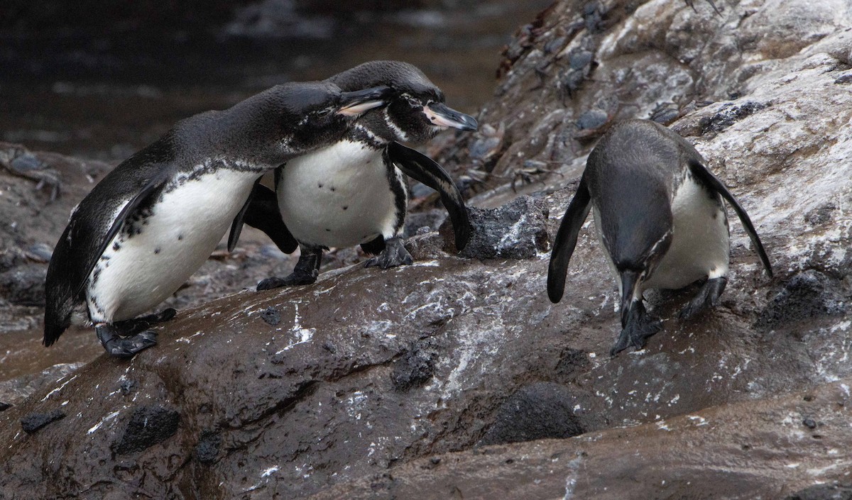 Galapagos Penguin - ML551518611