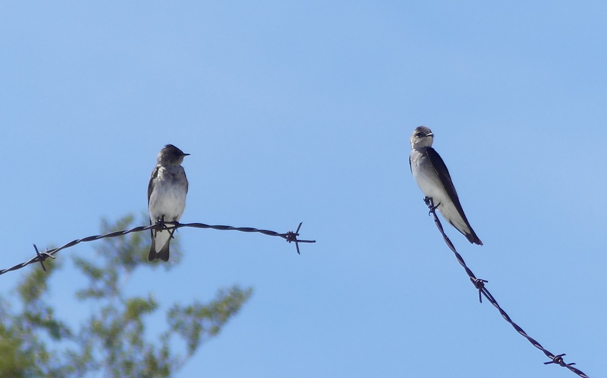 Northern Rough-winged Swallow - ML551521421