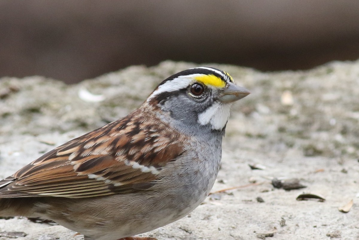 White-throated Sparrow - ML55152161