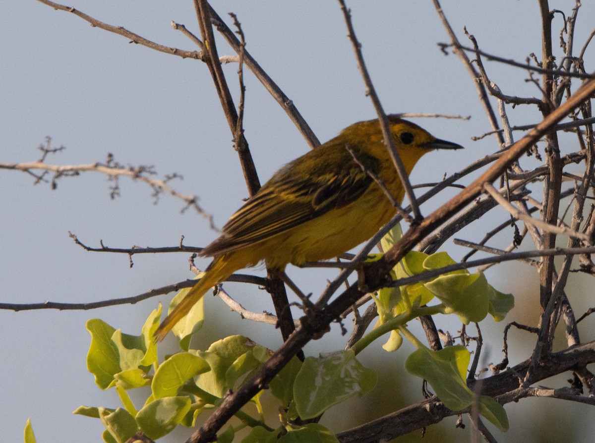 Yellow Warbler (Galapagos) - ML551524661