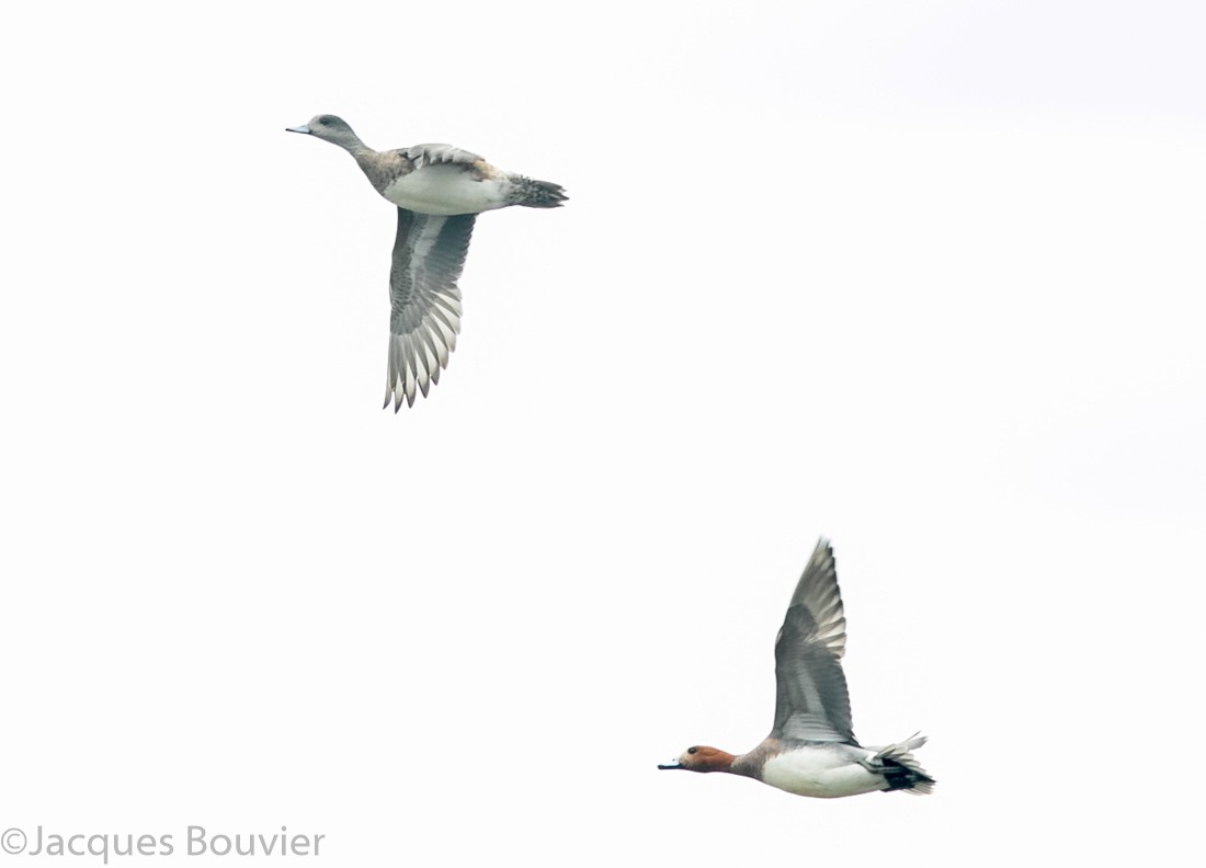 Eurasian Wigeon - Jacques Bouvier