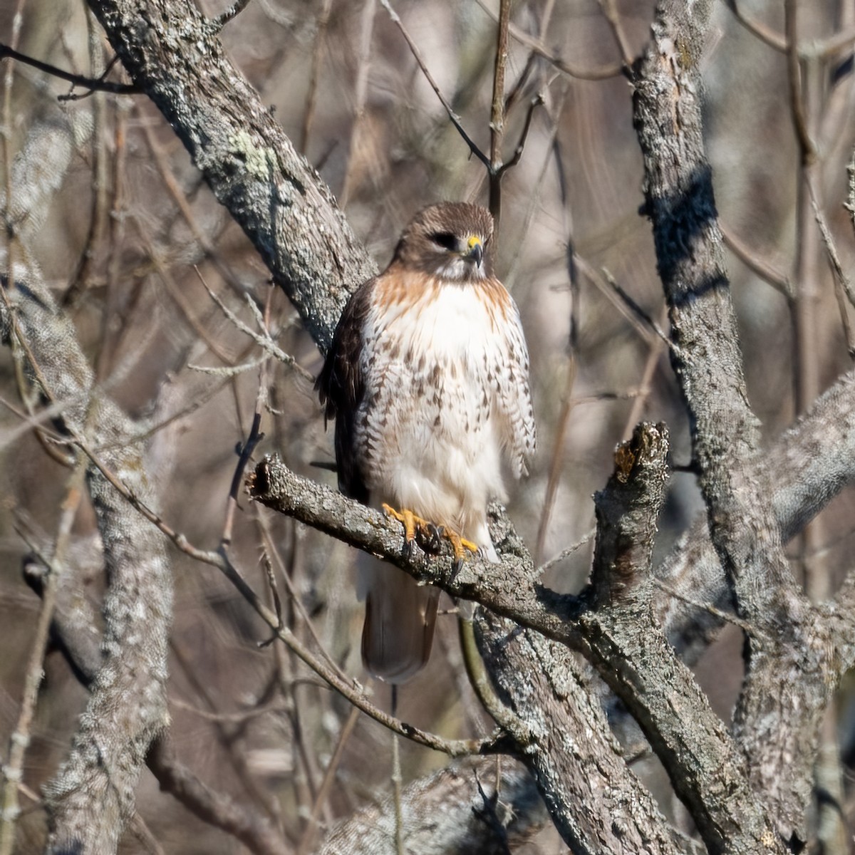 Red-tailed Hawk (borealis) - ML551526171