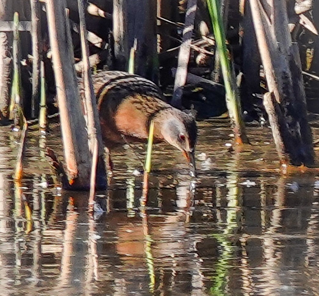 Ebird Checklist Mar Cape Island South Cape May Meadows Scmm Species