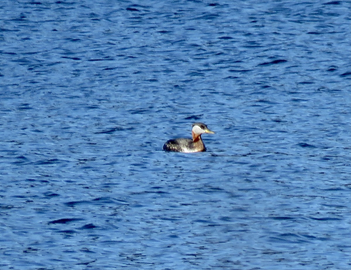Red-necked Grebe - ML551531731