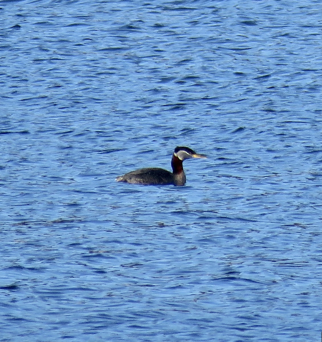 Red-necked Grebe - ML551531741