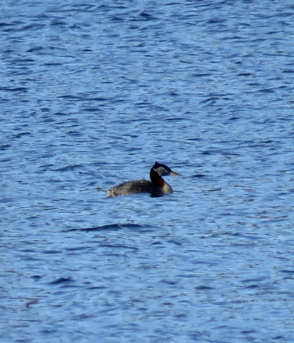 Red-necked Grebe - ML551531751