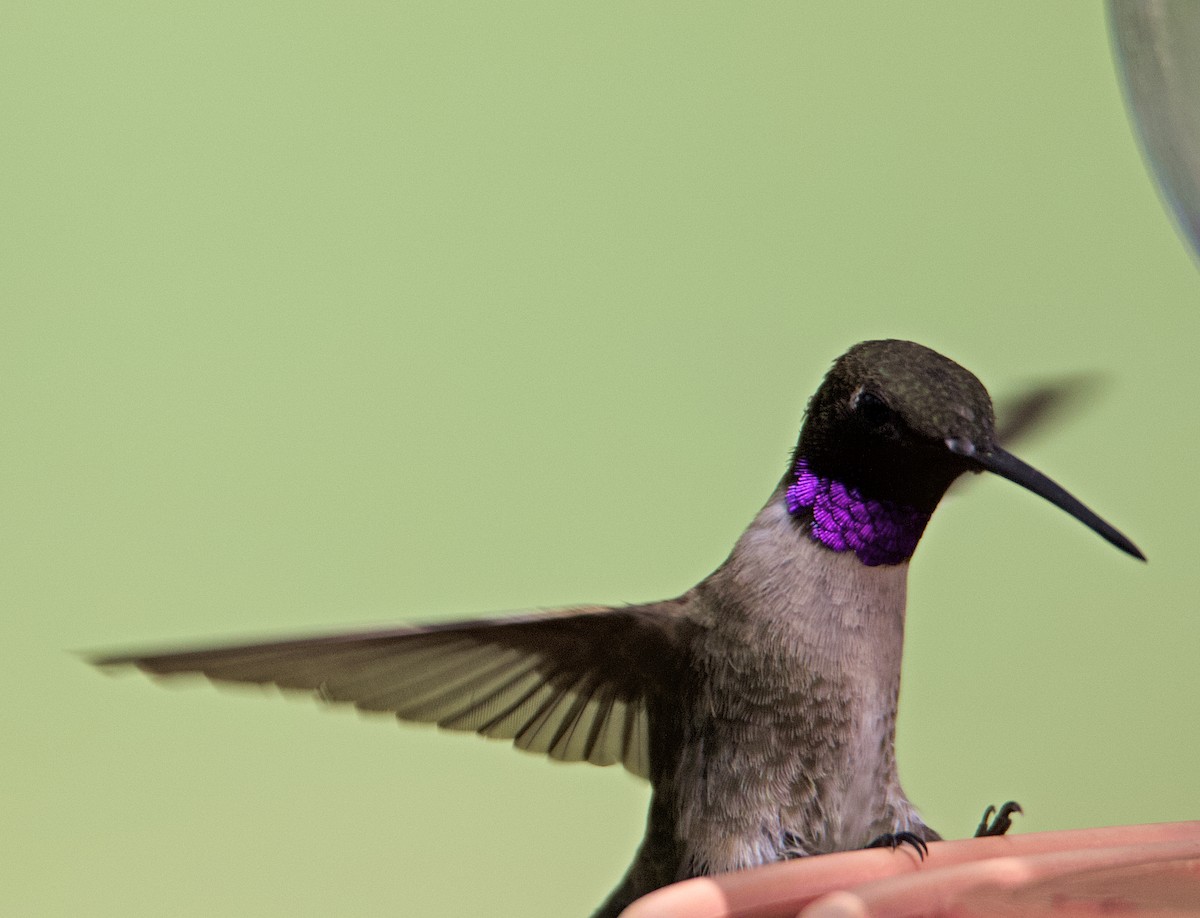 Black-chinned Hummingbird - ML551532411