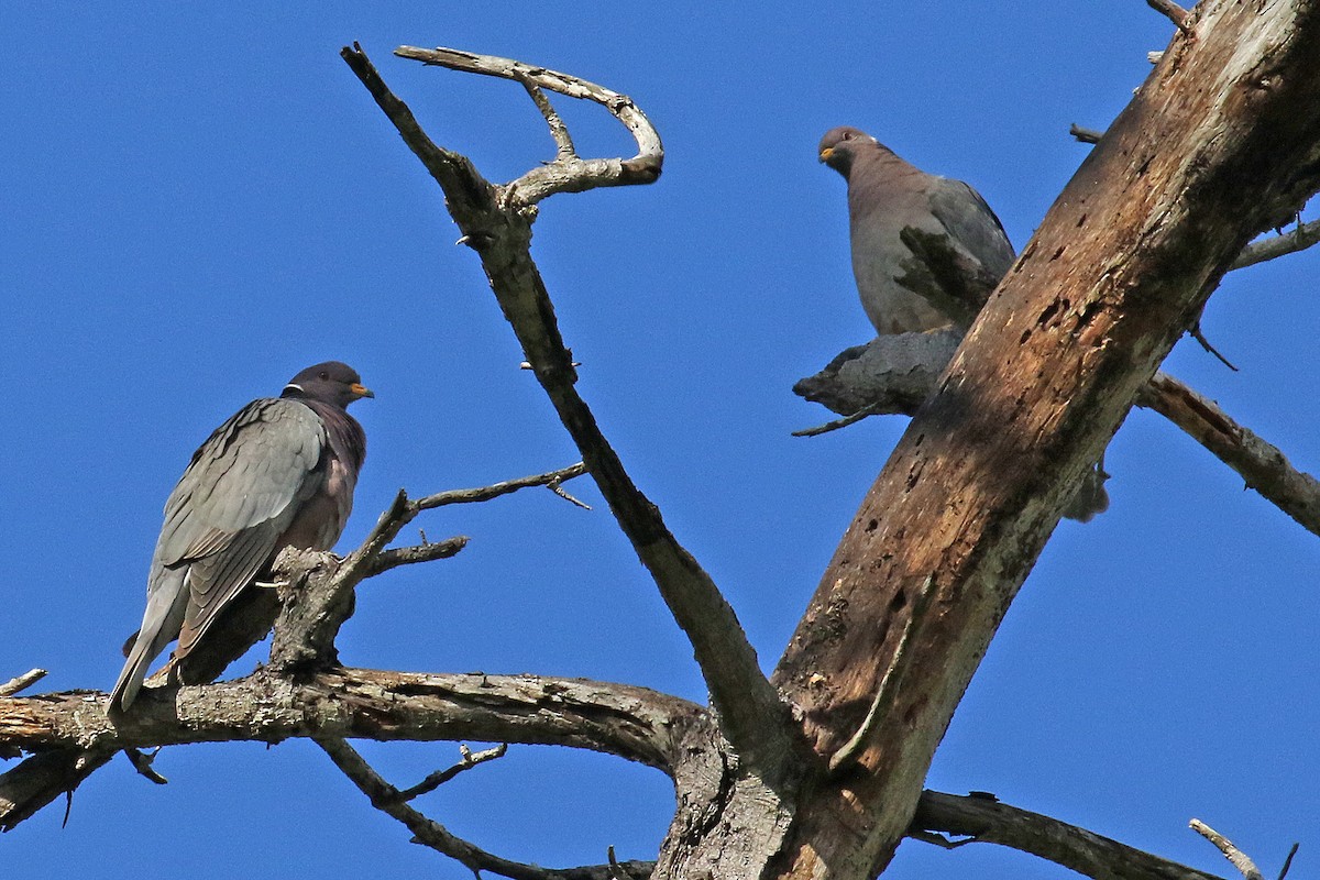 eBird Checklist 30 Mar 2023 Hatton Canyon and/or Barnyard willows