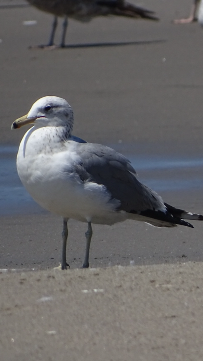 California Gull - ML55153611