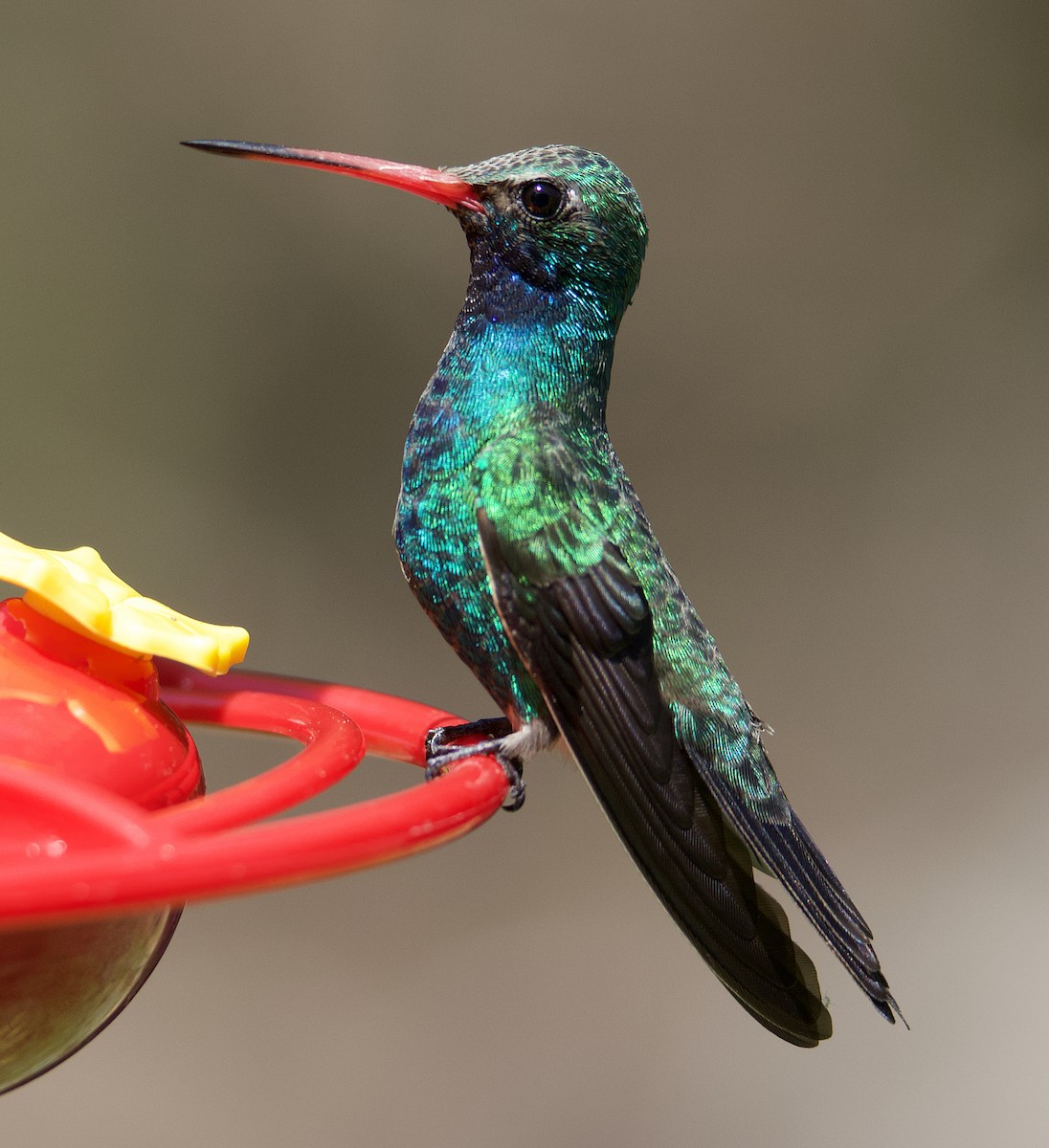 Broad-billed Hummingbird - ML551536361
