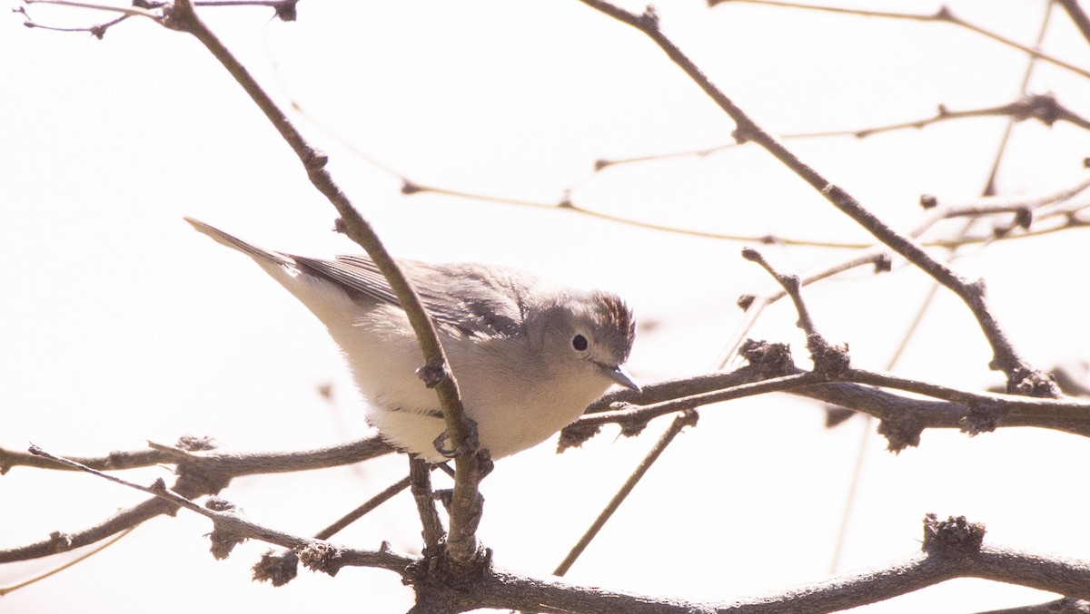 Lucy's Warbler - ML551539201