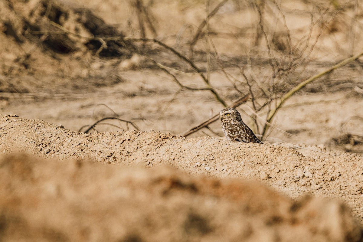 Burrowing Owl - ML551539531