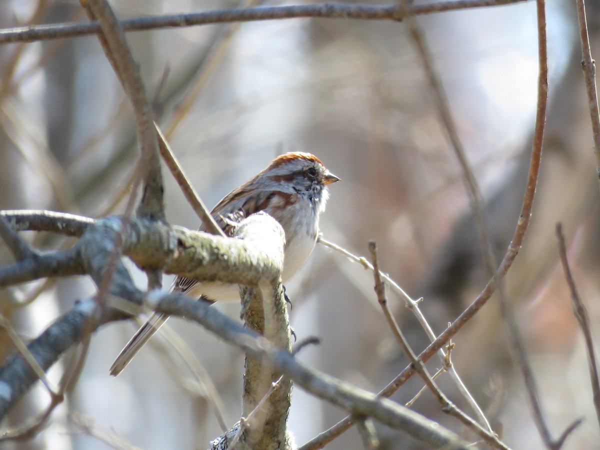 American Tree Sparrow - Cynthia Lamb