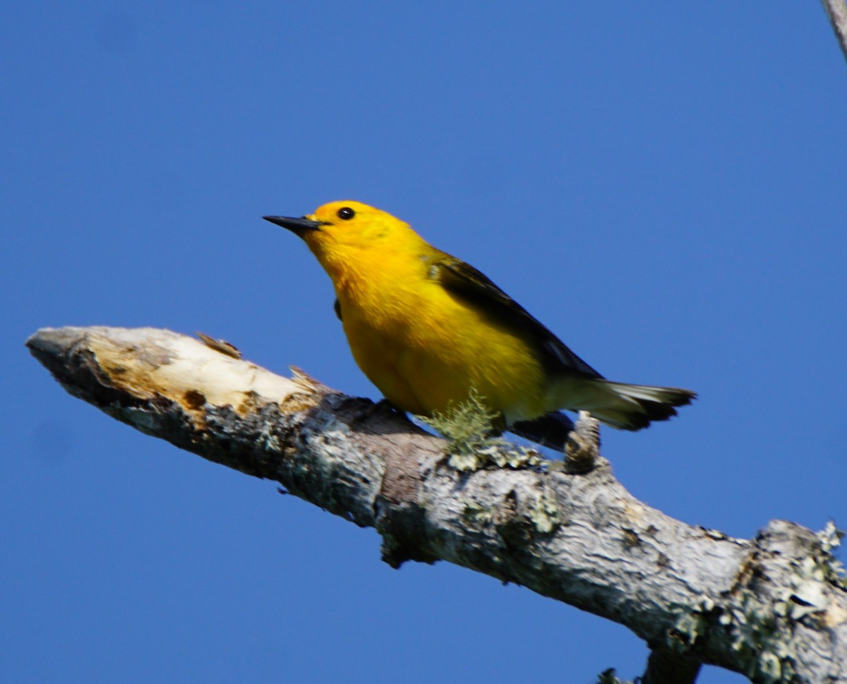 Prothonotary Warbler - ML55154191