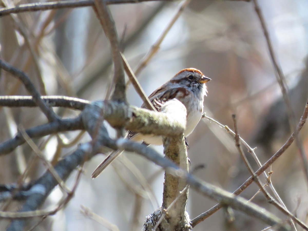 American Tree Sparrow - ML551541941