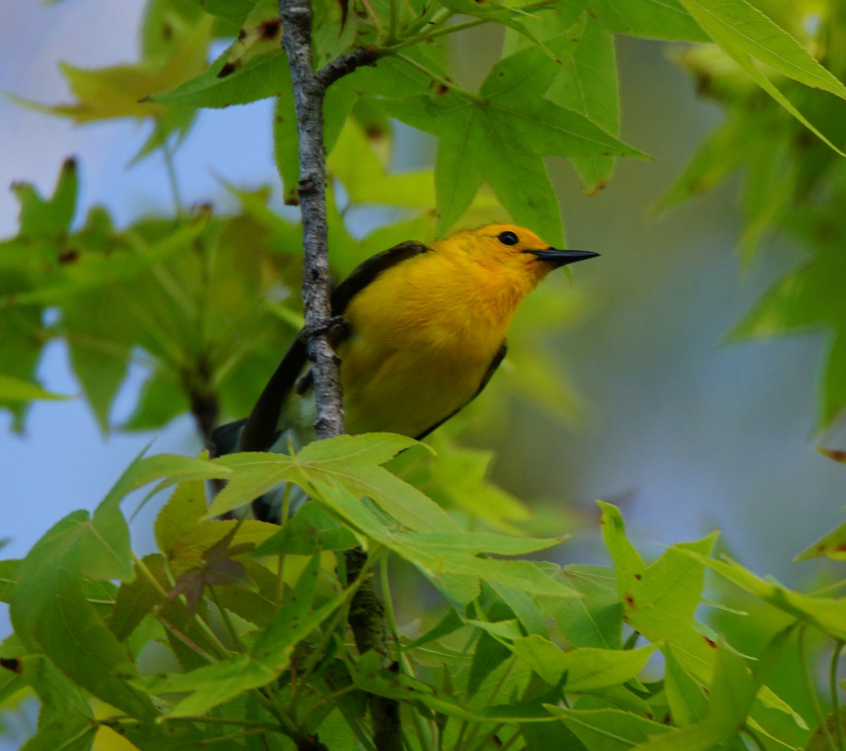 Prothonotary Warbler - ML55154241