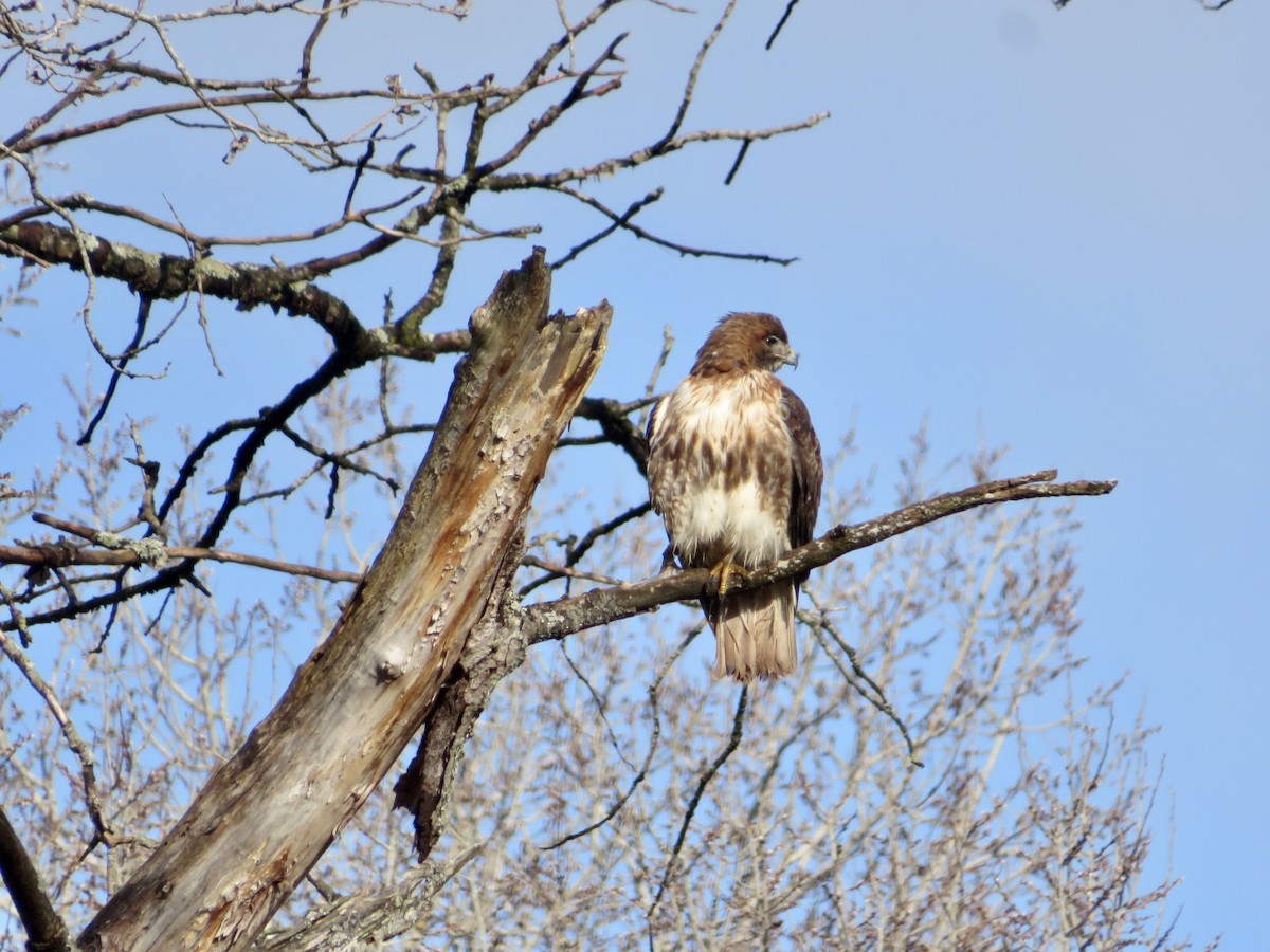 Red-tailed Hawk - ML551546661