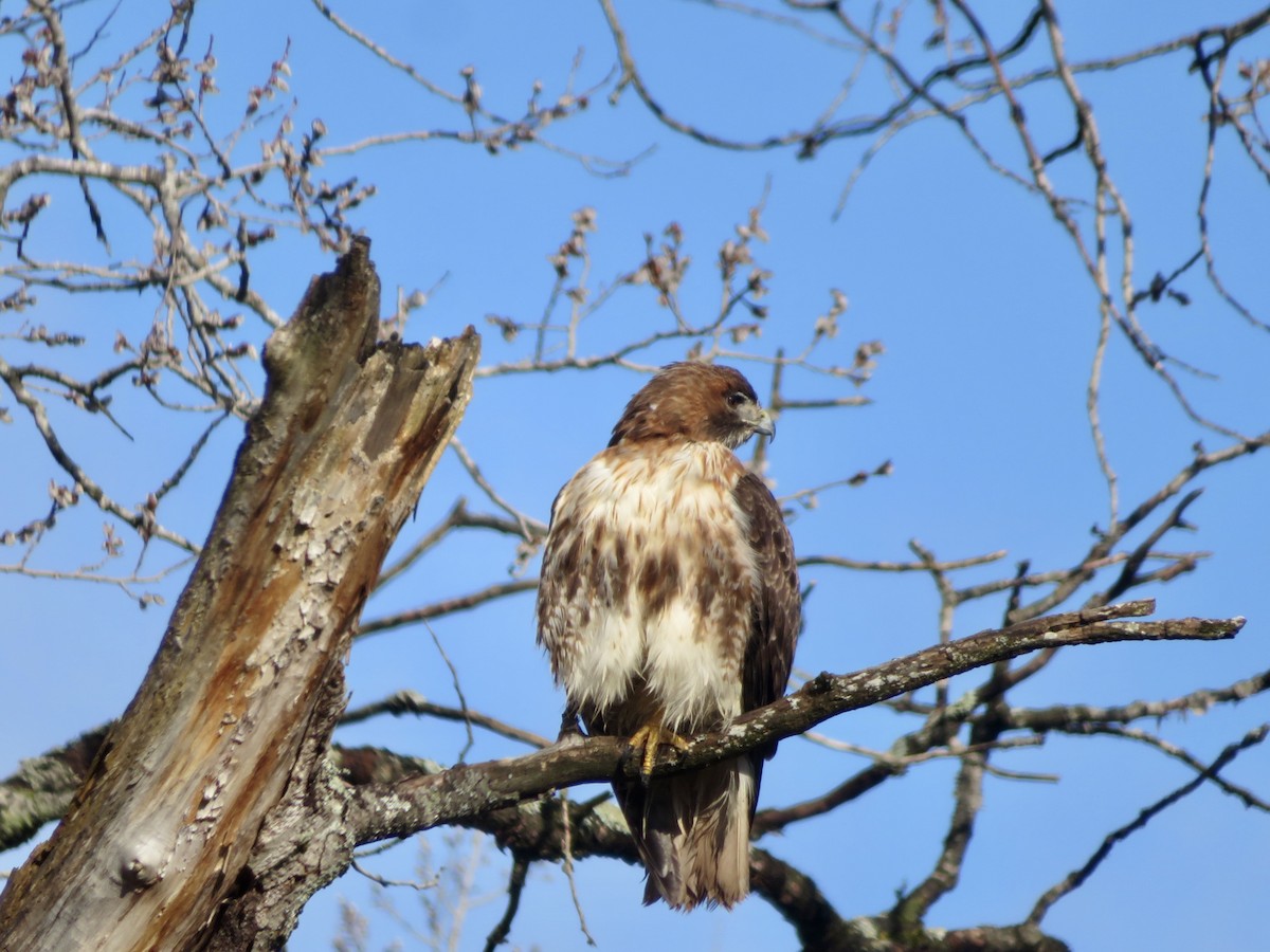 Red-tailed Hawk - ML551546671