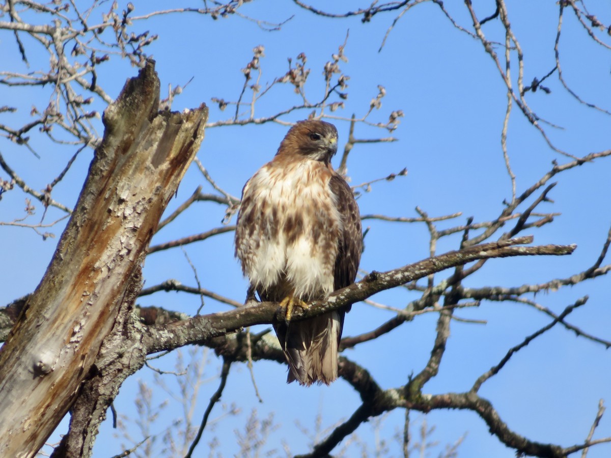 Red-tailed Hawk - ML551546681