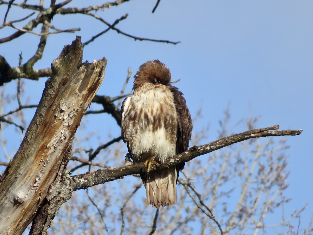 Red-tailed Hawk - ML551546691