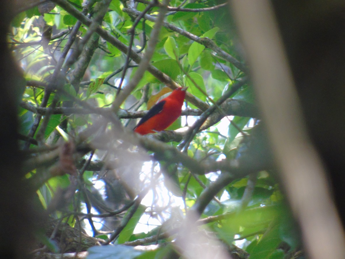 Scarlet Tanager - ML55154881