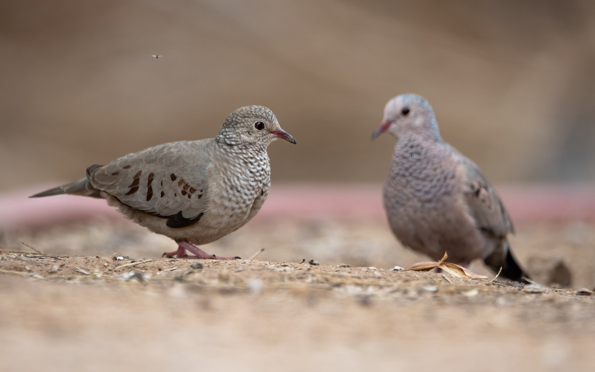 Common Ground Dove - ML551549531