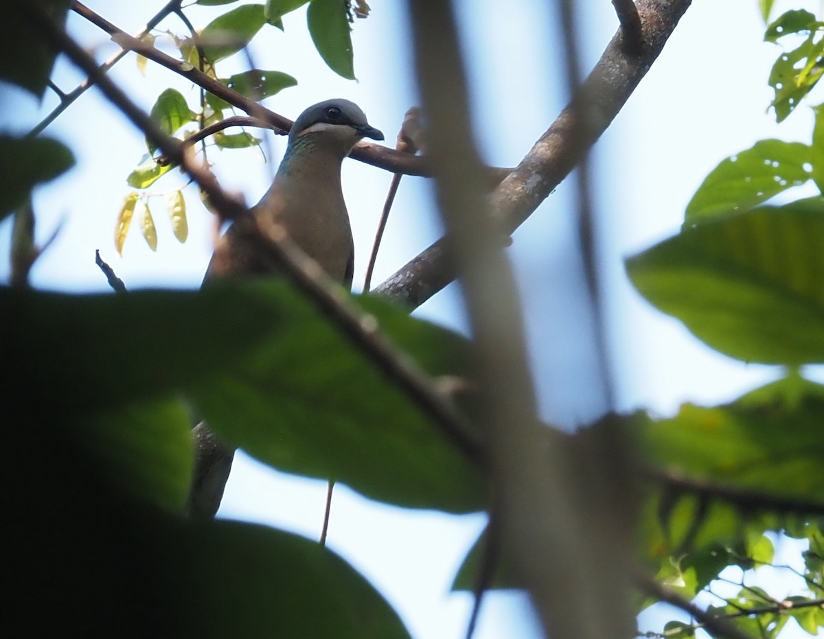 White-eared Brown-Dove (Buff-eared) - ML551549901
