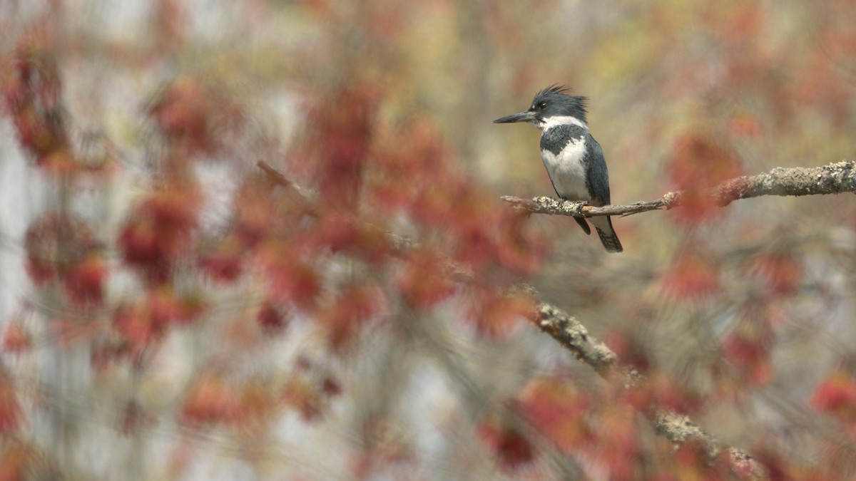 Belted Kingfisher - ML551558791
