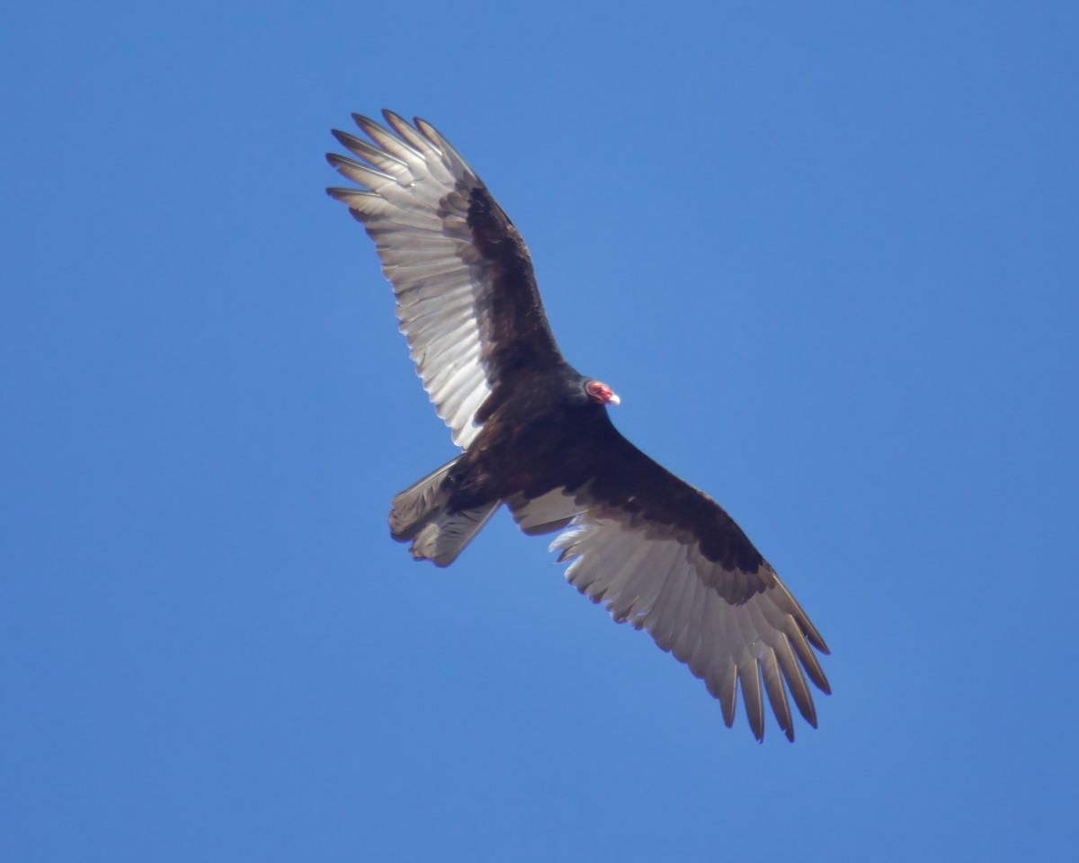 Turkey Vulture - ML551558871