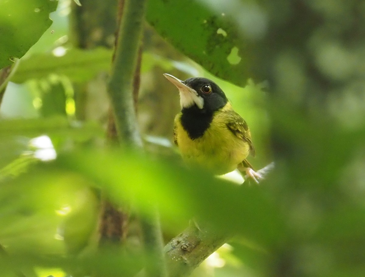 Yellow-breasted Tailorbird - ML551560681