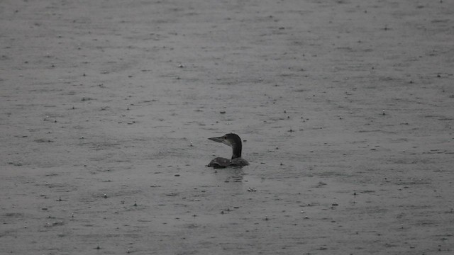 Common Loon - ML551560761