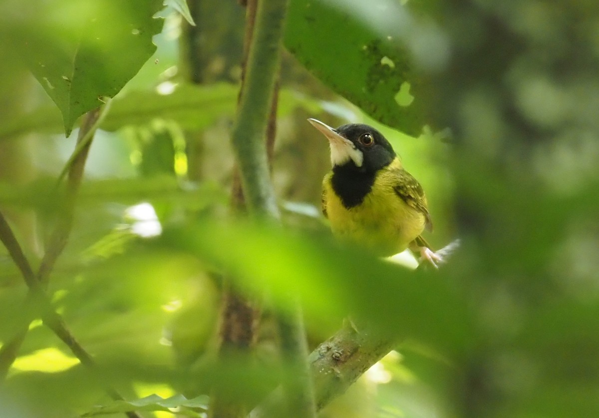 Yellow-breasted Tailorbird - ML551560771