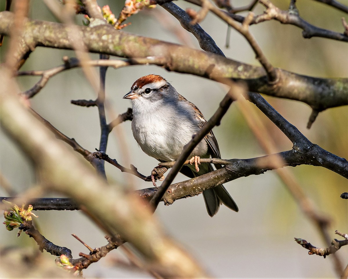 Chipping Sparrow - ML551560811
