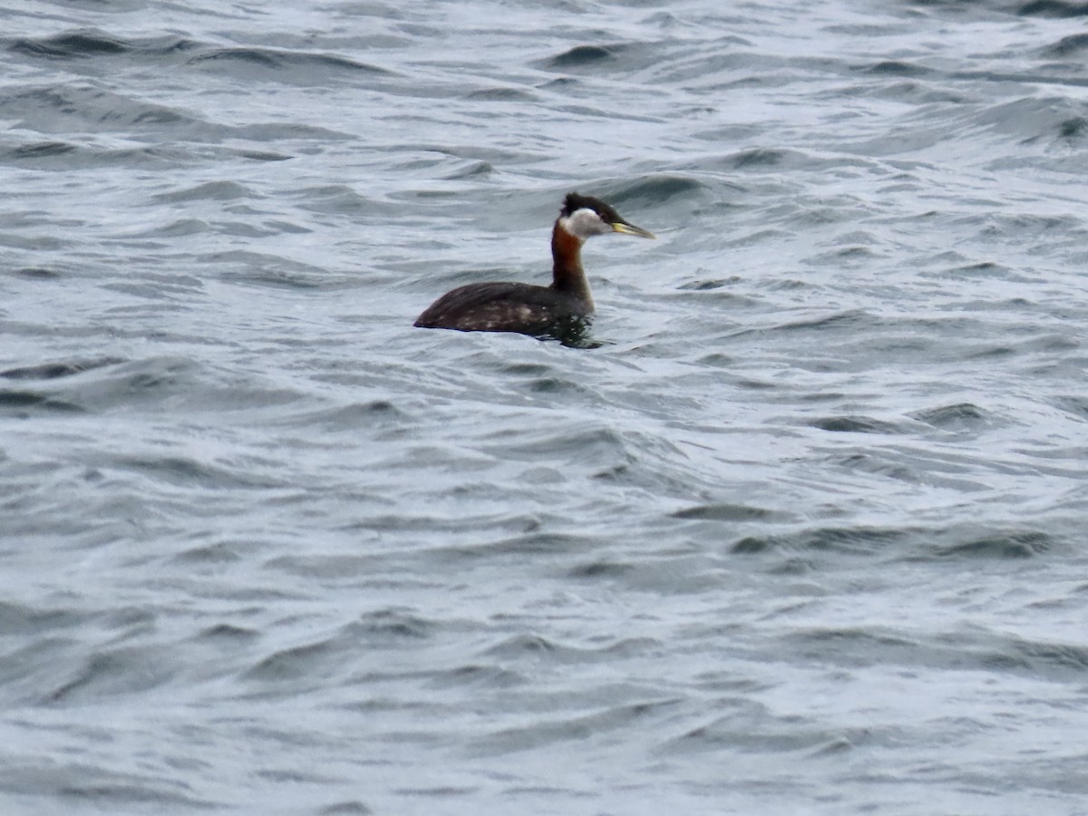 Red-necked Grebe - ML551562411