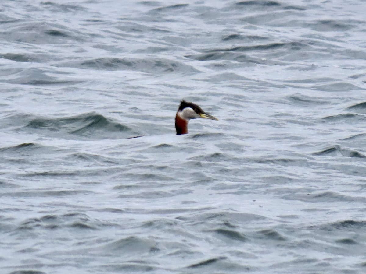 Red-necked Grebe - ML551562431