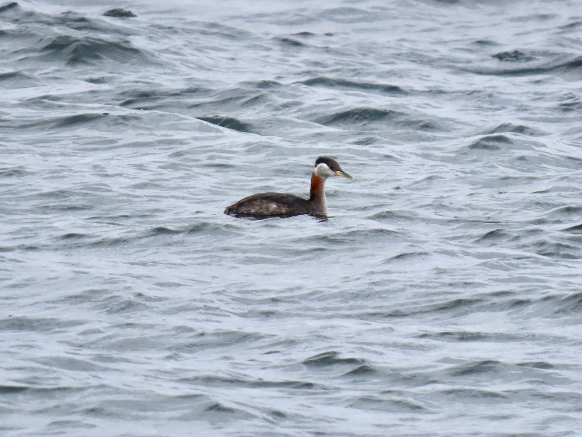 Red-necked Grebe - ML551562441