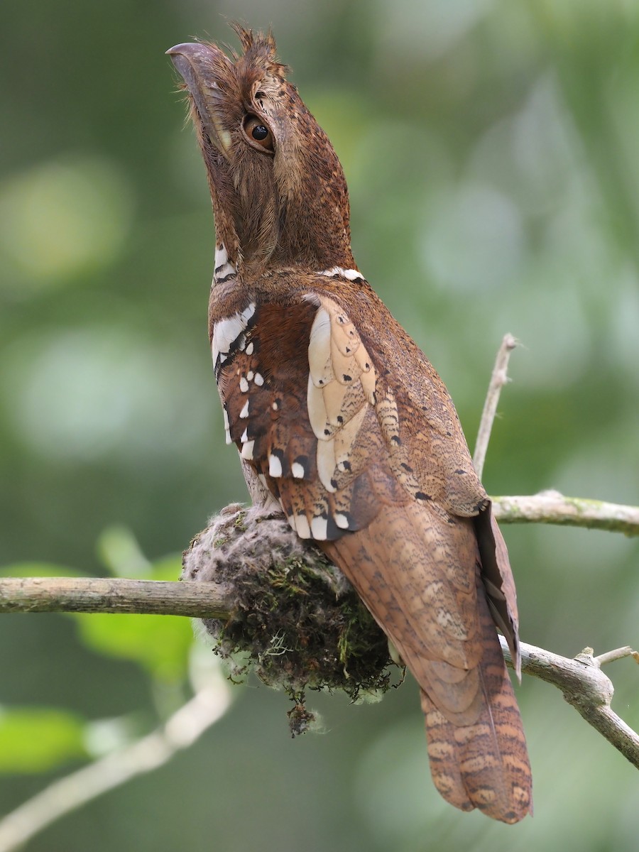 Philippine Frogmouth - ML551562801