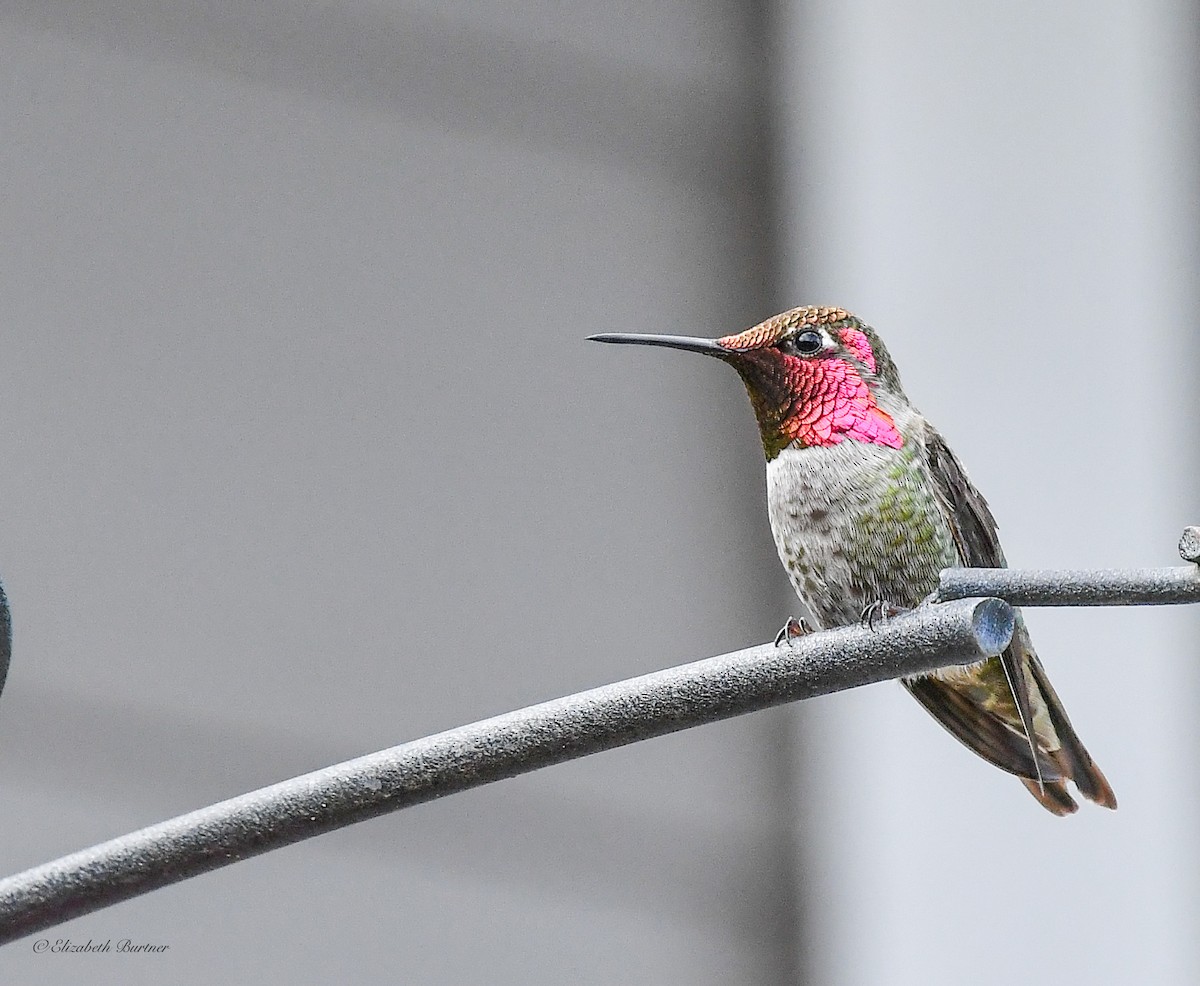 Anna's Hummingbird - ML551563111