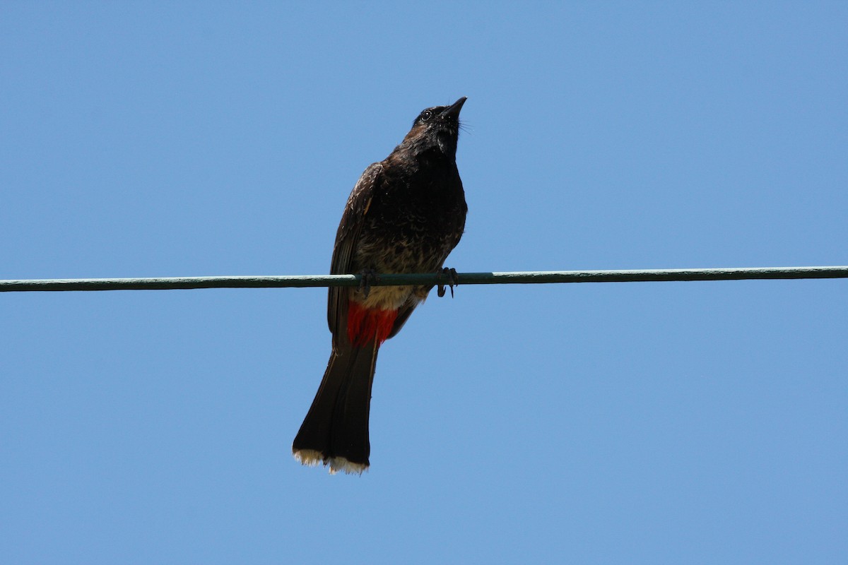 Red-vented Bulbul - ML551563751