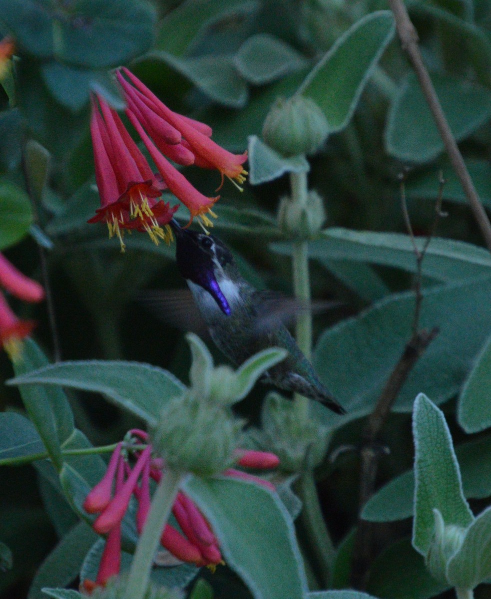 Costa's Hummingbird - ML551578151
