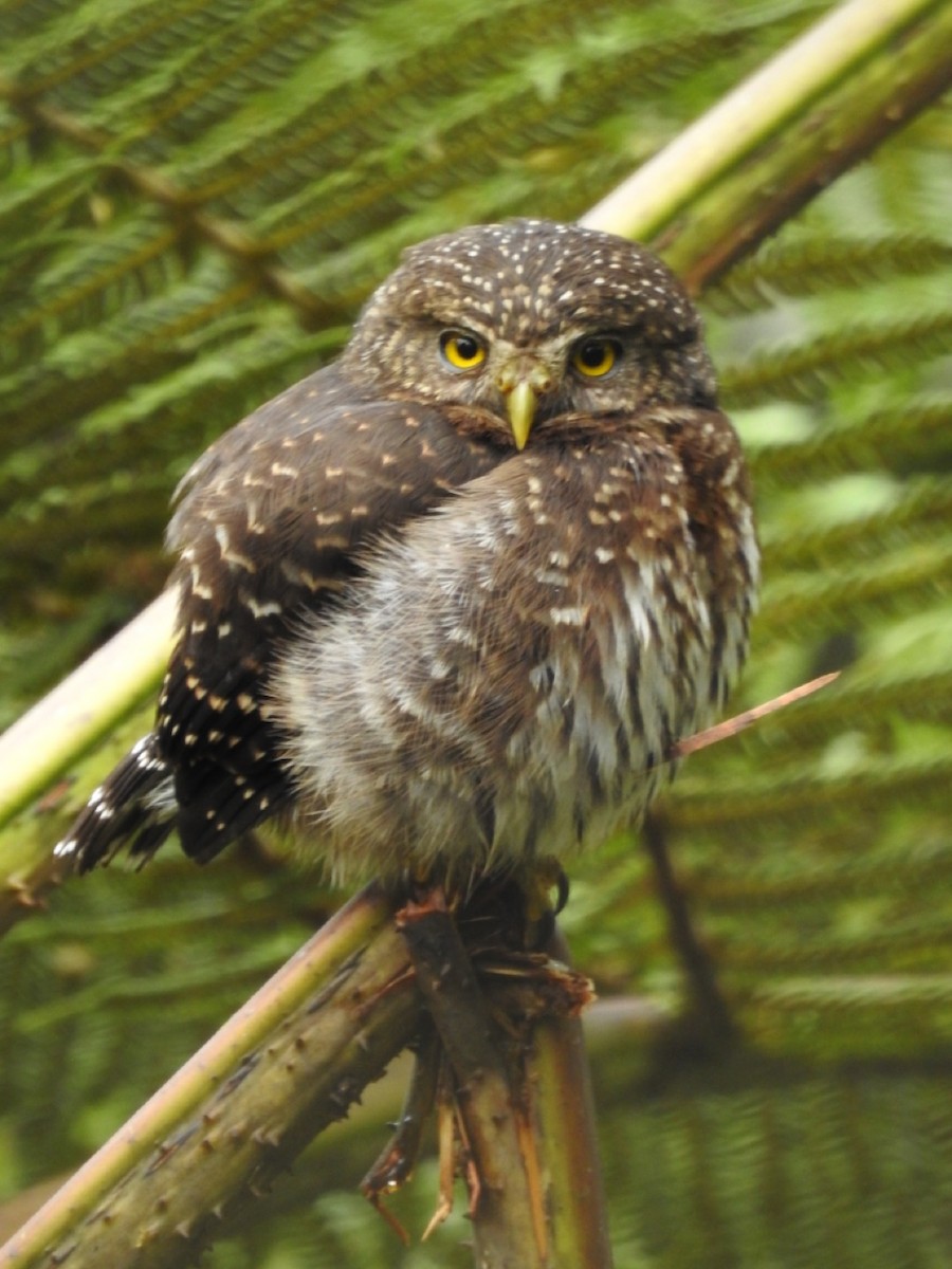 Andean Pygmy-Owl - Frank Fabbro