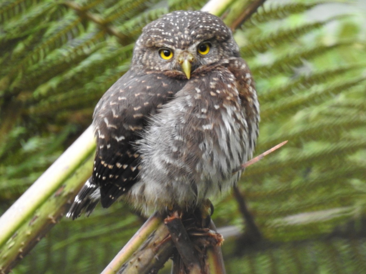 Andean Pygmy-Owl - Frank Fabbro